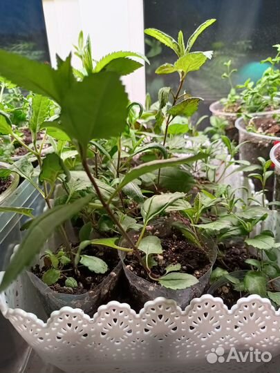 Рассада цветов