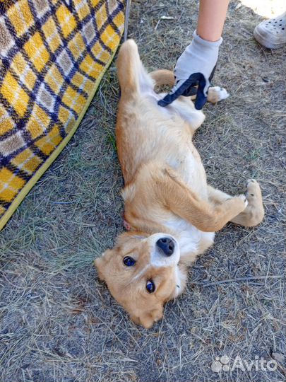 Собака в добрые руки