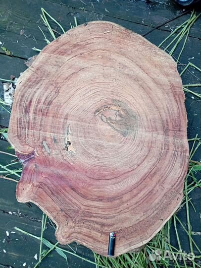 Спилы дерева