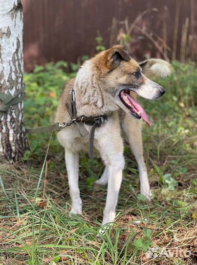 Молодой кобелек