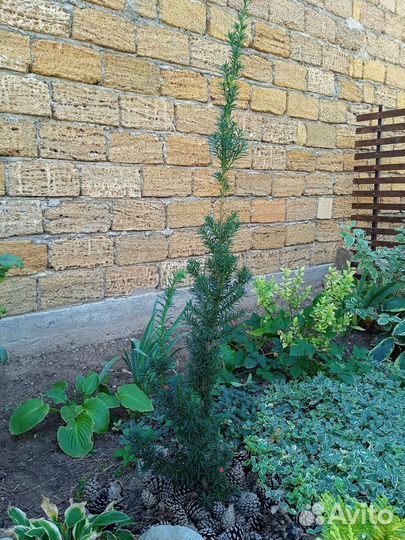 Тис ягодный