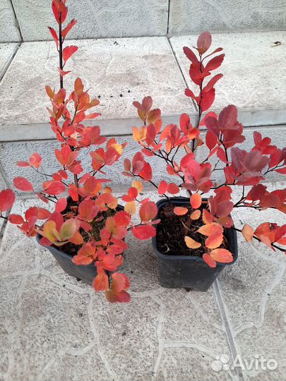 Спирея березолистная 