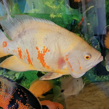 Астронотус