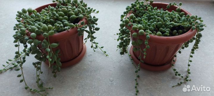 Крестовник роули