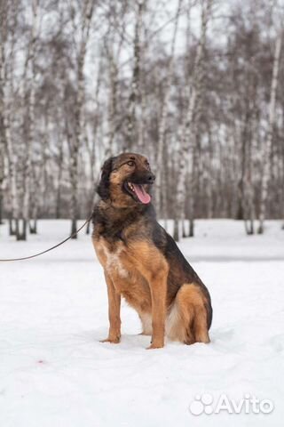 Чудесная метиска малинуа в хорошие руки
