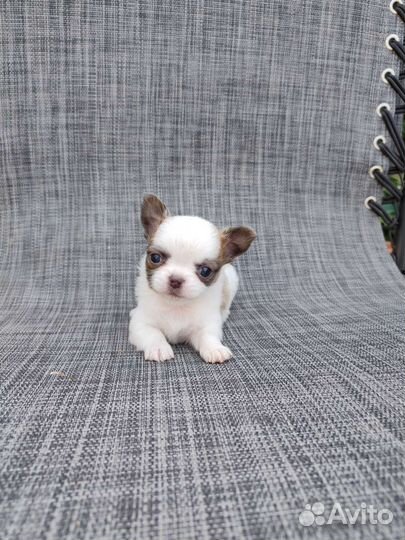 Чихуахуа мини мальчик