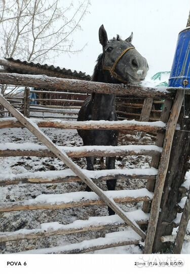 Продам лошадь