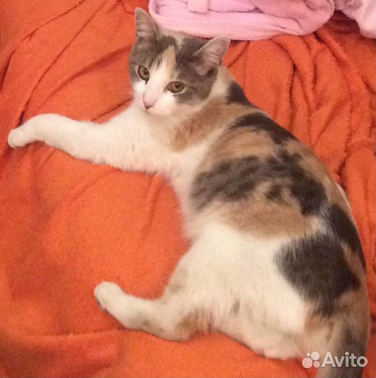 Трёхцветная кошка - нежная умница в хорошие руки