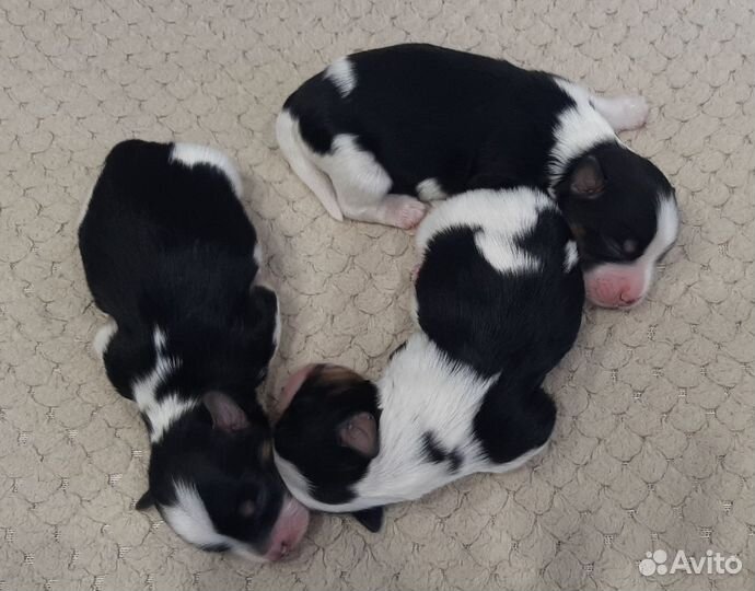 Бивер резерв