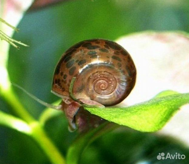 Улитки катушки