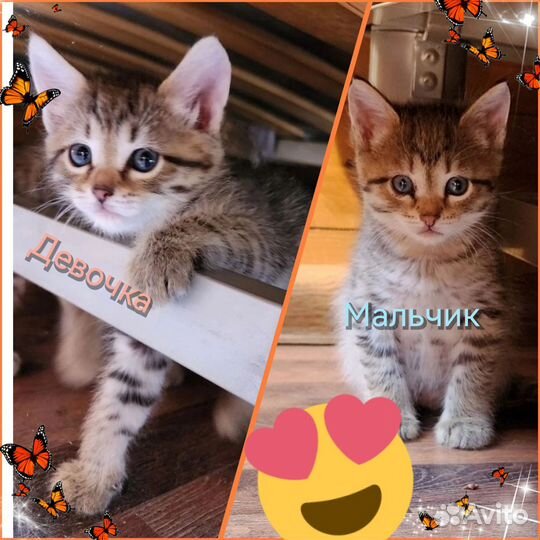 Очаровательные котята