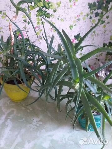 Алоэ,золотой ус