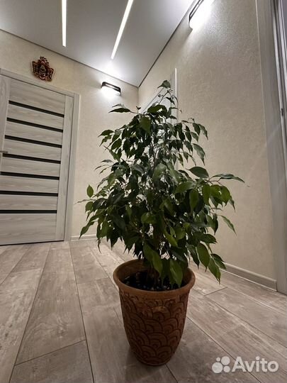 Фикус бенджамина