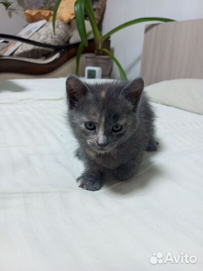 Продаются котята