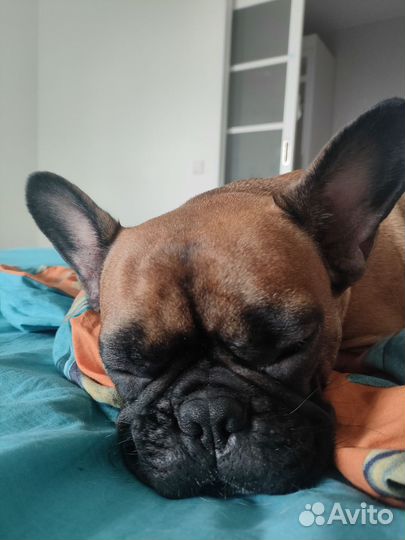 Отдам в хорошие руки собаку французский бульдог