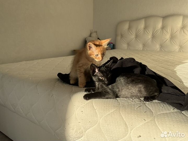 Котенок в добрые руки