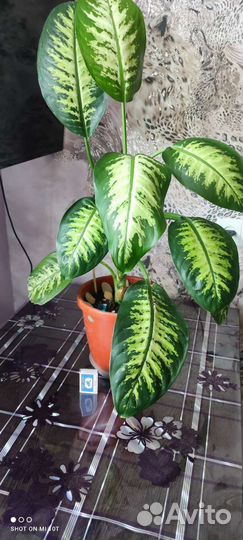 Диффенбахия