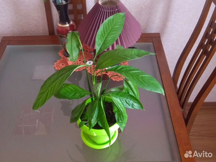 Спатифиллум