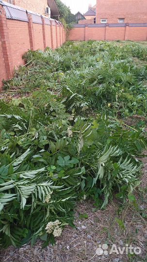 Покос травы триммером