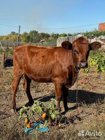 Телка,10месяцев