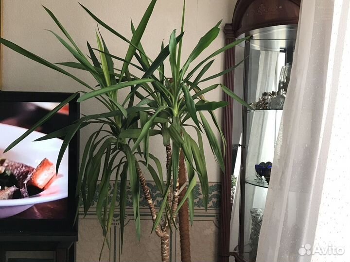 Пальма юкка