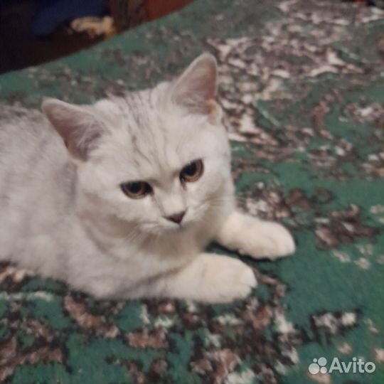 Домашние животные котята