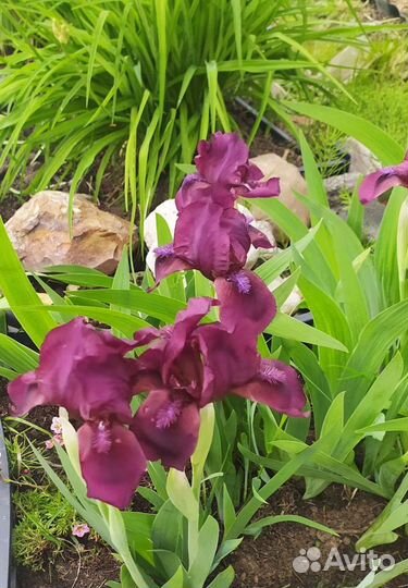 Ирисы бородатые