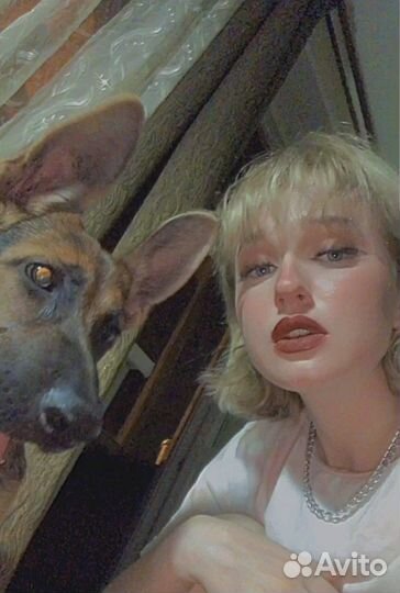 Передержка собак и щенков