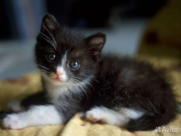 Котята в дар