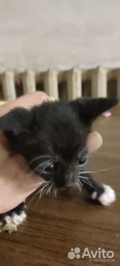 Мальчик 1.5м чёрный с белым