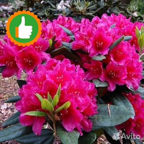 Саженцы рододендрон вечнозеленый Хеллики helliki купить в Челябинске ...