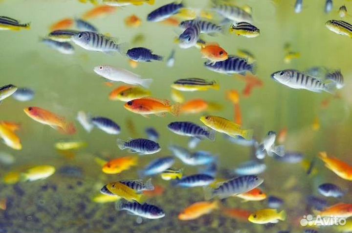 Грунт - натуральный и другое