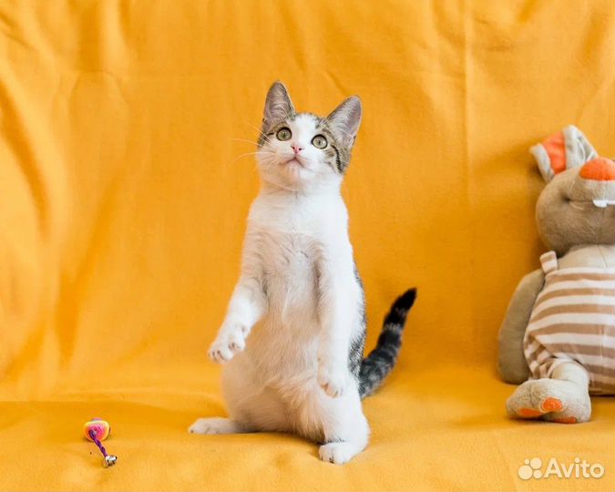 Котенок Сона