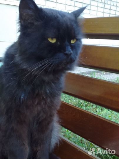 Черный, умный, красивый