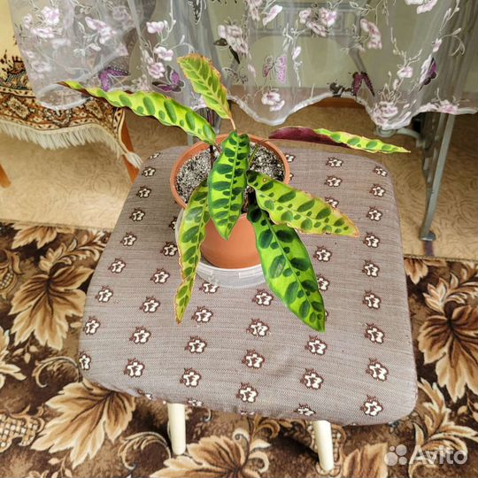 Комнатные растения