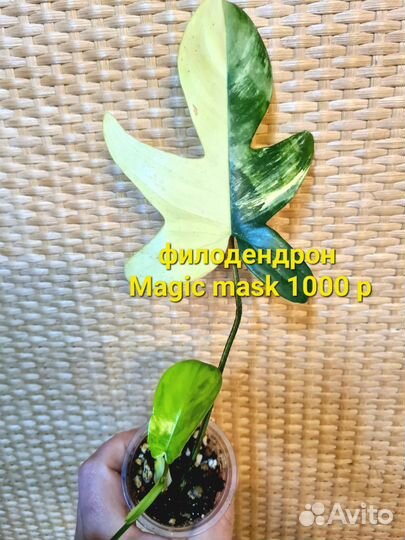 Филодендрон Magic mask