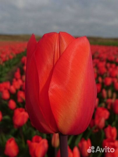 Луковицы тюльпана Obsession