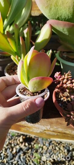 Суккуленты редкие