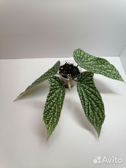 Бегония White Ice, крылья ангела