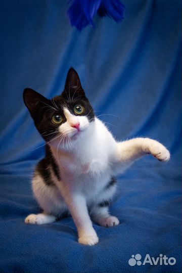 Милочка в добрые руки