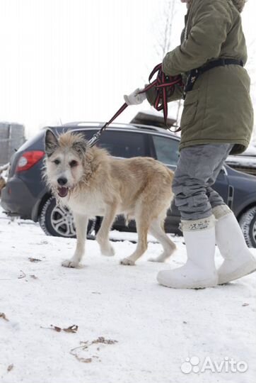 Пожилой бывшедомашний пес в приюте