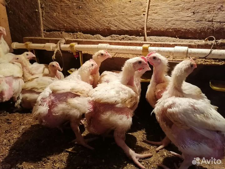 Цыплята бройлеры, кобб 500