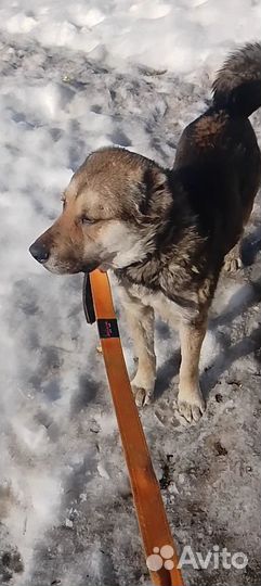 Алабай в добрые руки