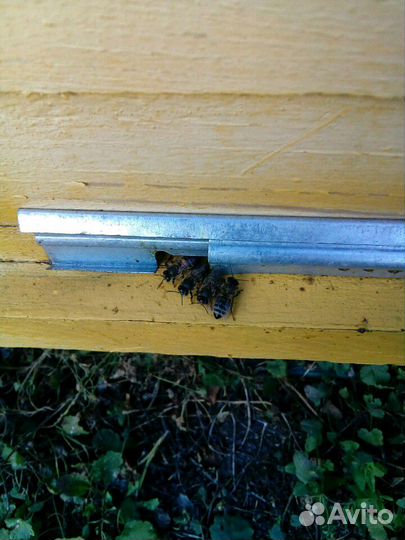 Пчёлы, ульи, пасека