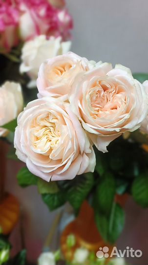 Пионовидные розы