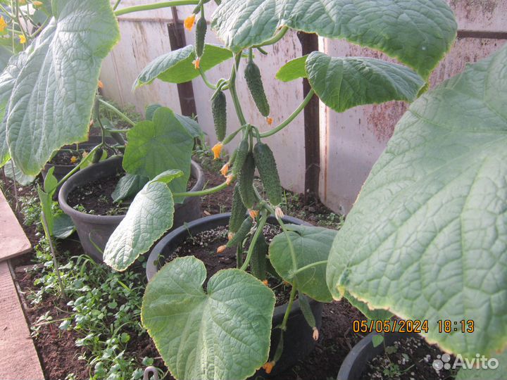 Огурцы,рассада томатов,перцев и др.овощей