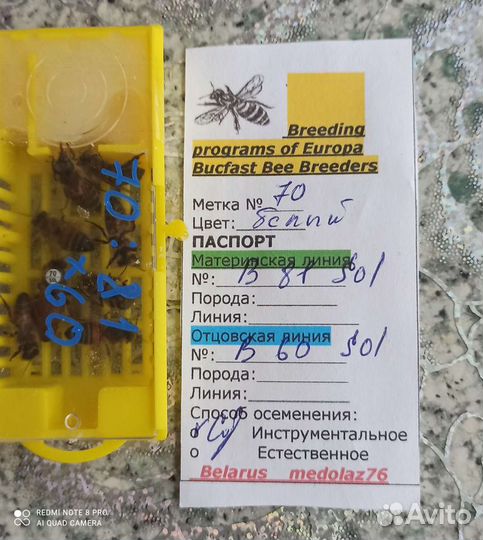 Пчеломатки Бакфаст