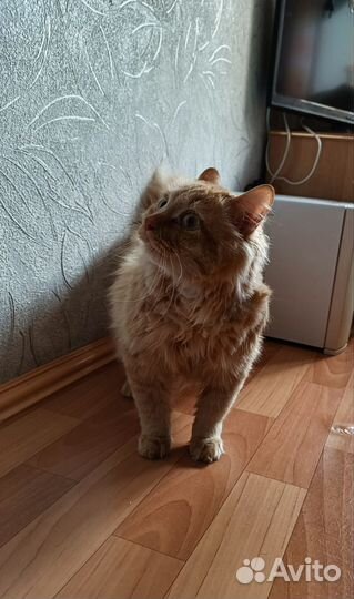 Рыжий котик в добрые руки