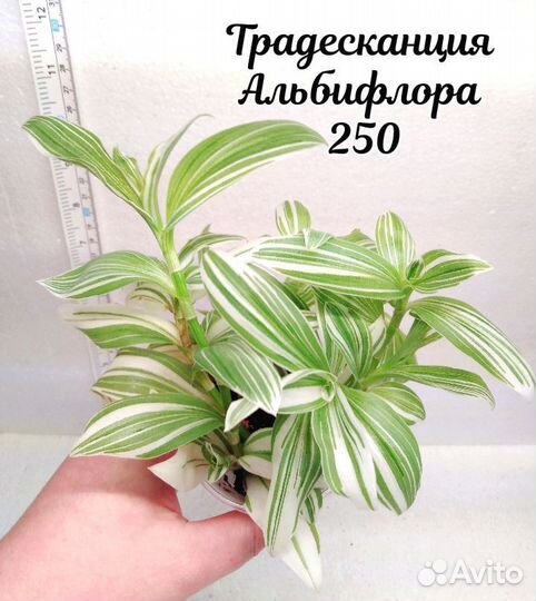 Комнатные Растения 7 Часть 11.02.25