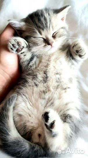 Британские котята